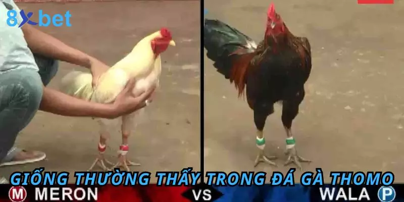 Các giống thường thấy trong đá gà Thomo